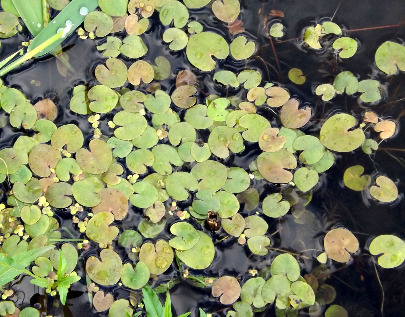 Image of Hydrocharis morsus-ranae specimen.