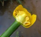 Nuphar lutea. Цветок с частично удаленным околоцветником и тычинками. Тверская обл., г. Тверь, Заволжский р-н, окр. Вагоностроительного завода, р. Волга. 09.06.2019.