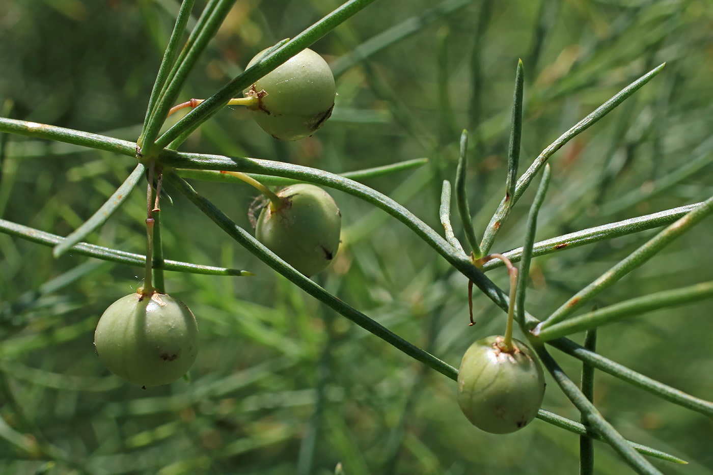 Image of Asparagus persicus specimen.