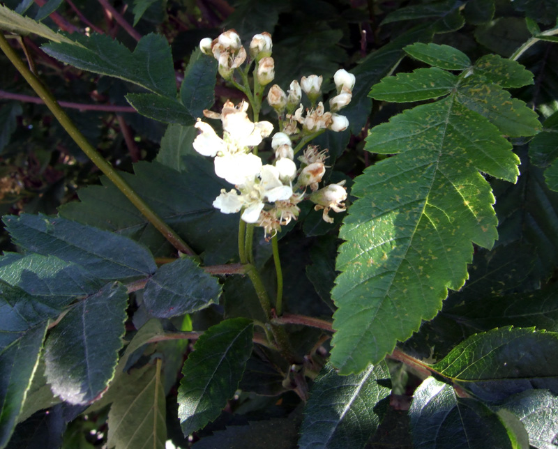 Изображение особи Sorbus × thuringiaca.