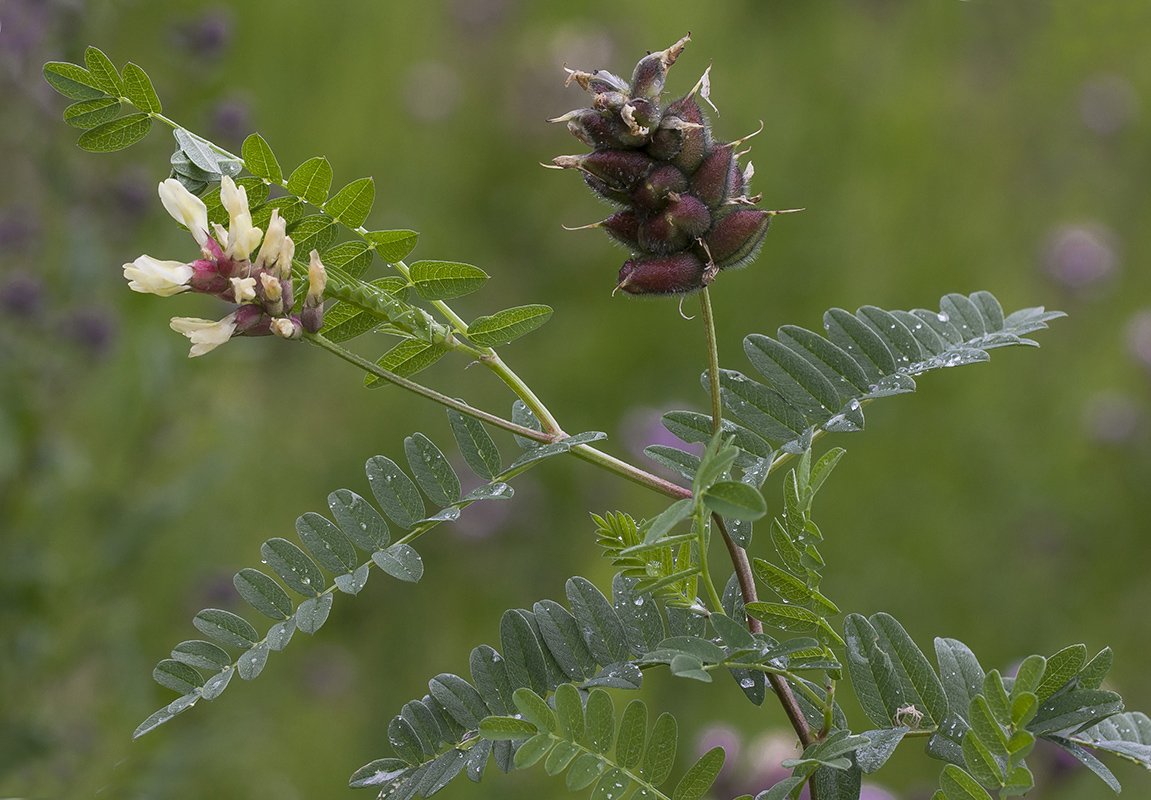 Image of Astragalus cicer specimen.