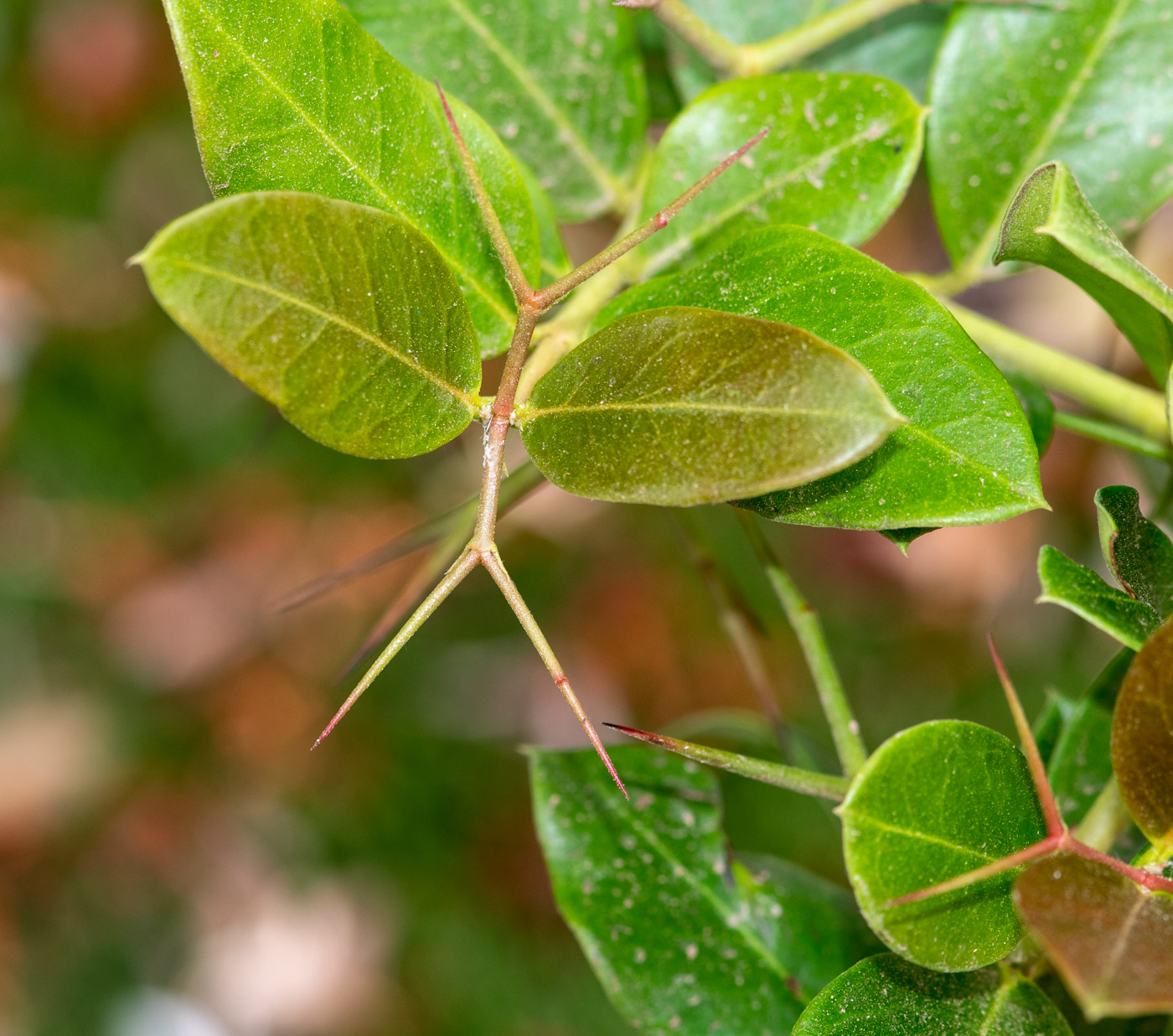 Image of Carissa macrocarpa specimen.