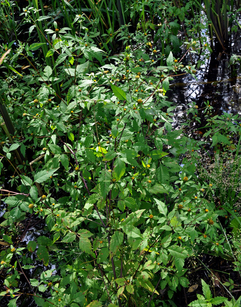 Image of Bidens frondosa specimen.