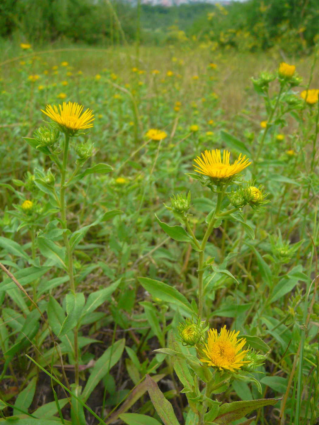 Изображение особи Inula britannica.