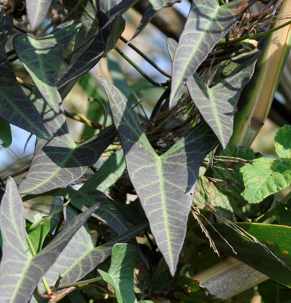 Image of Ipomoea sagittata specimen.