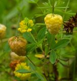 Trifolium aureum. Верхушка побега с соцветиями разной степени зрелости в дождевых каплях. Пермский край, Кунгурский р-н, Комсомольское сельское поселение, окр. дер. Комарово, разнотравно-злаковый склон Шлюпинского камня. 28 августа 2019 г.