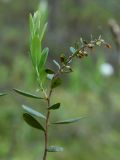 Chamaedaphne calyculata