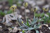 Plantago atrata. Цветущее растение. Краснодарский край, Мостовский р-н, окр. пос. Кировский, юго-восточный склон массива Сундуки, 2070 м н.у.м., каменистая дорога. 22.05.2019.