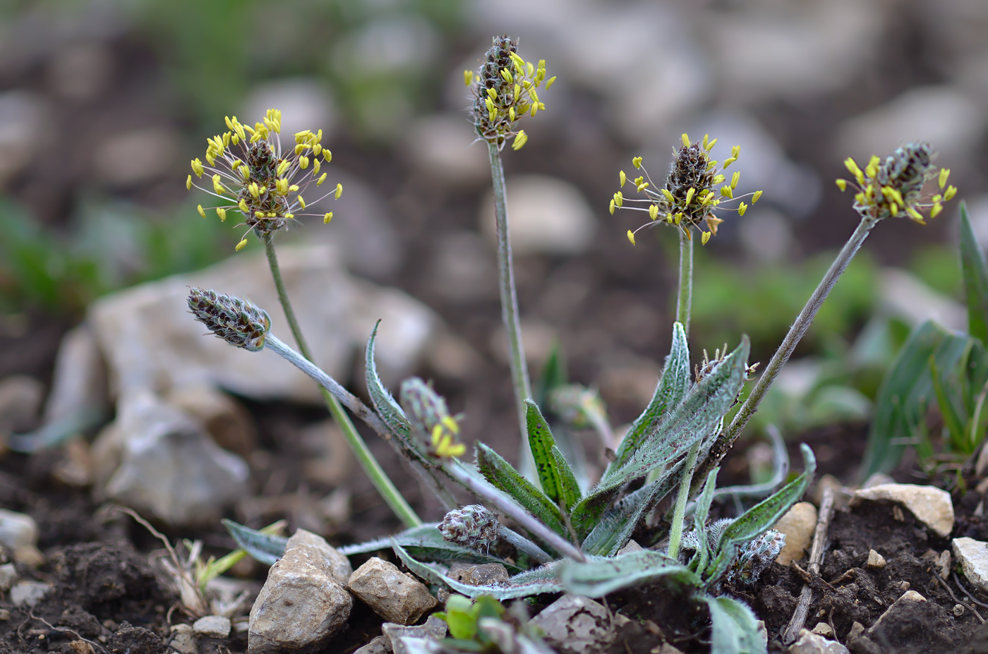 Изображение особи Plantago atrata.