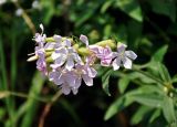 Saponaria officinalis