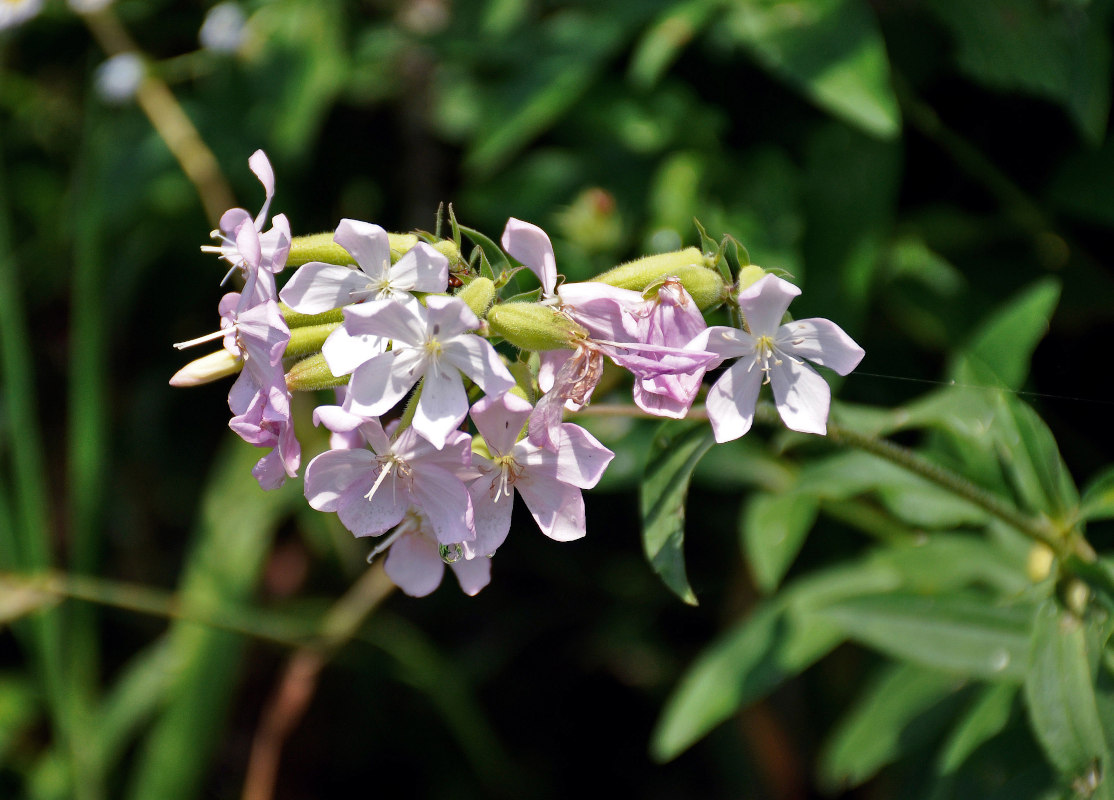 Изображение особи Saponaria officinalis.