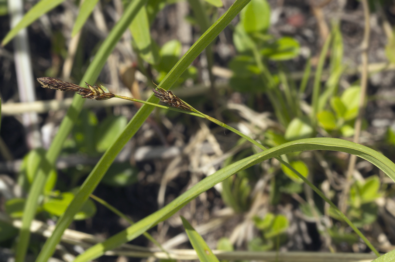 Изображение особи Carex microtricha.