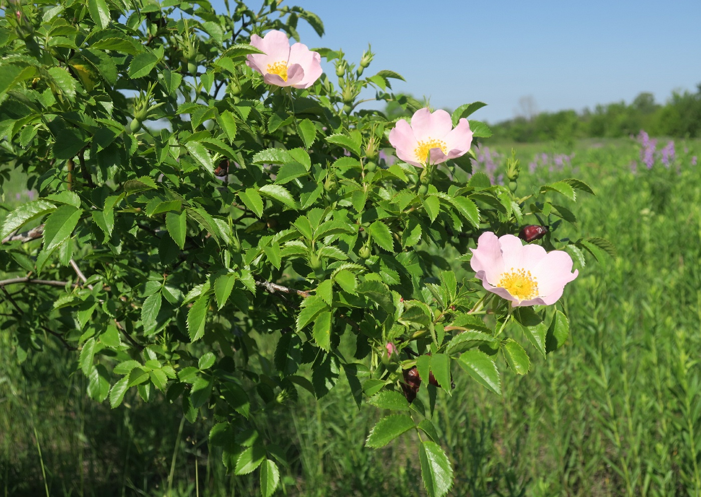 Image of Rosa maeotica specimen.