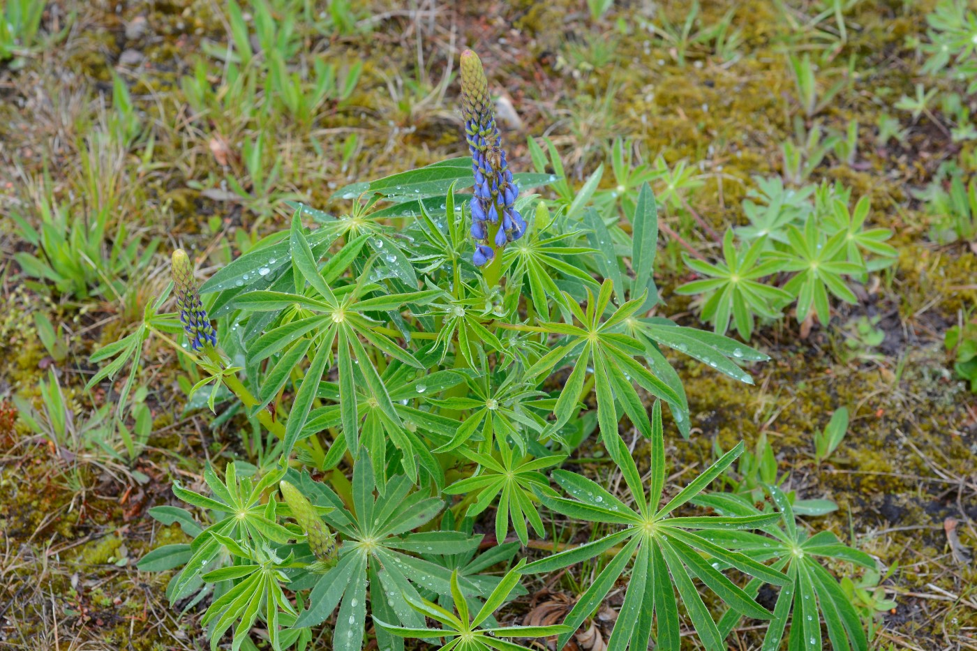 Image of Lupinus polyphyllus specimen.