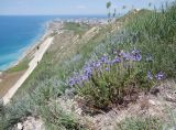 Veronica multifida