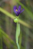 Sisyrinchium montanum