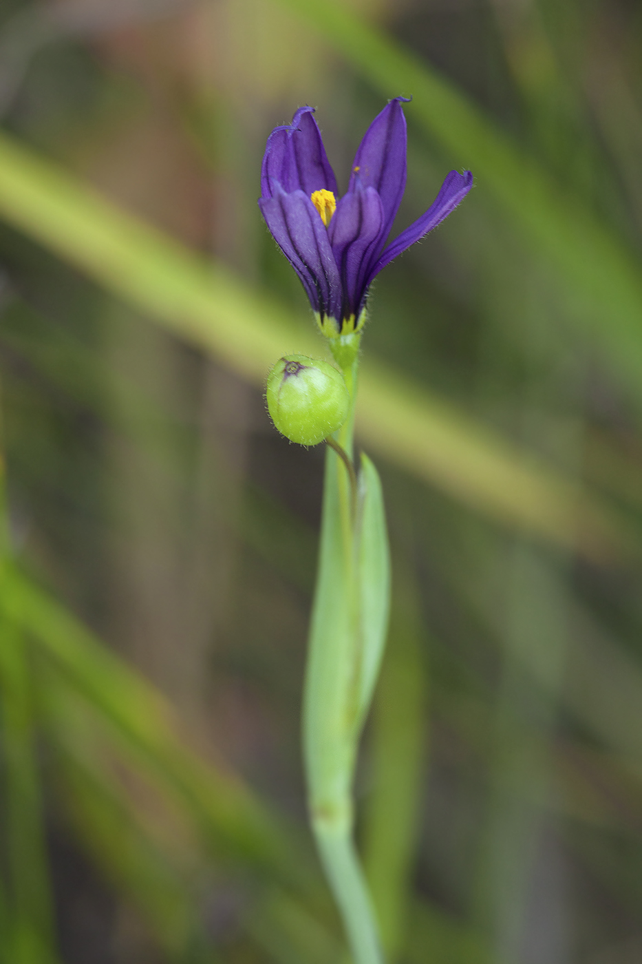 Изображение особи Sisyrinchium montanum.