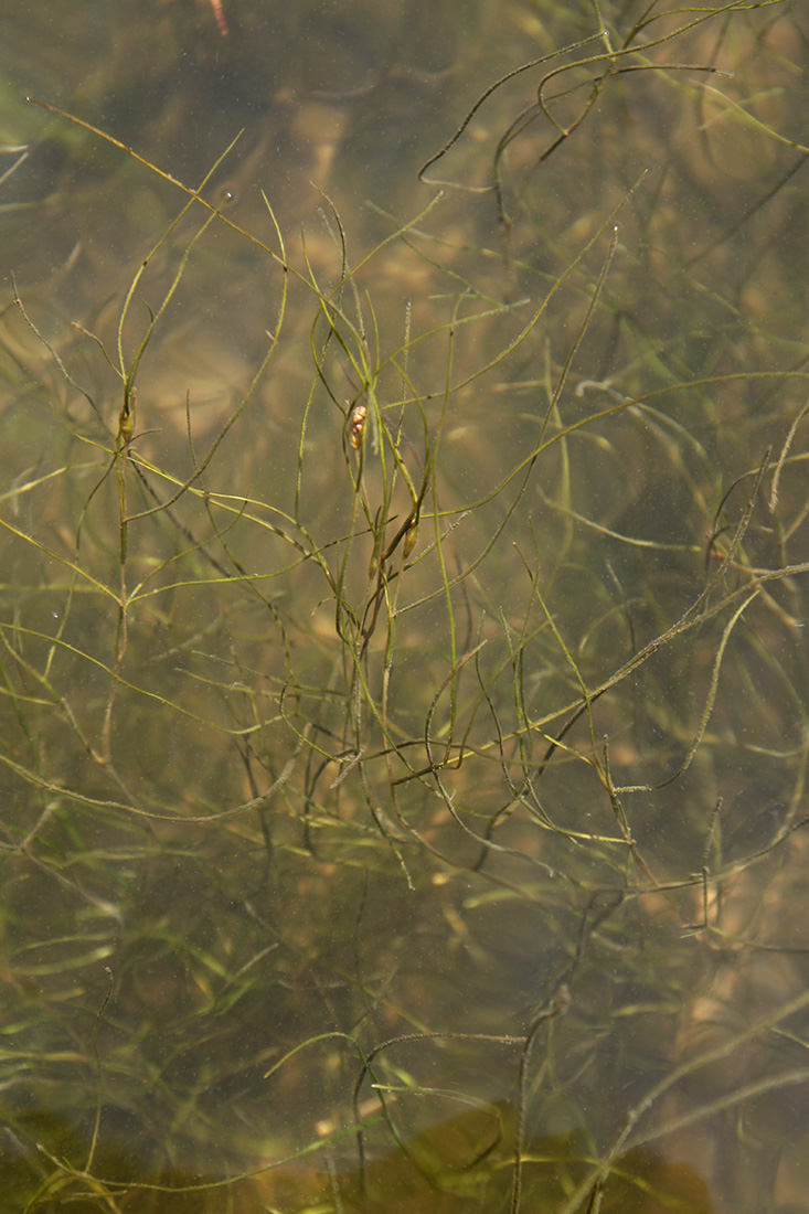 Изображение особи Potamogeton pectinatus.