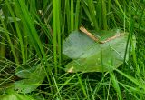 Nuphar lutea. Листья в зарослях Sparganium emersum. Пермский край, Кунгурский р-н, долина р. Шаква в р-не дер. Комарово, у воды. 28 августа 2019 г.