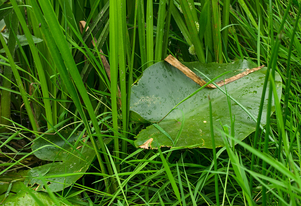 Изображение особи Nuphar lutea.