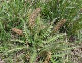 Pedicularis olgae. Плодоносящее растение. Кыргызстан, Чуйская обл., Панфиловский р-н, на спуске с перевала Тоо-Ашуу к Суусамырской долине. 24.05.2019.