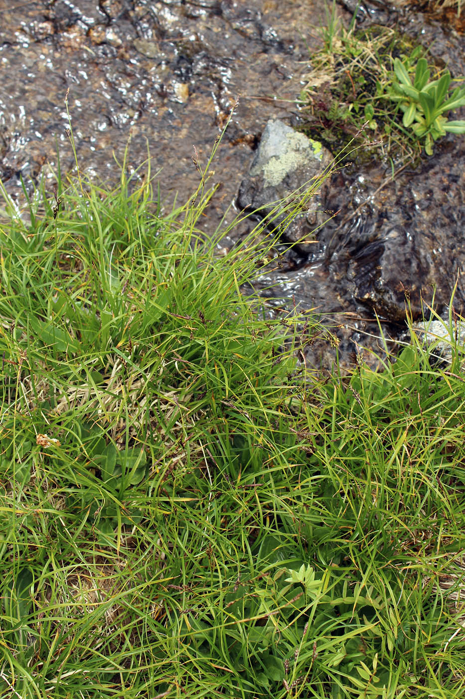 Image of Carex tristis specimen.