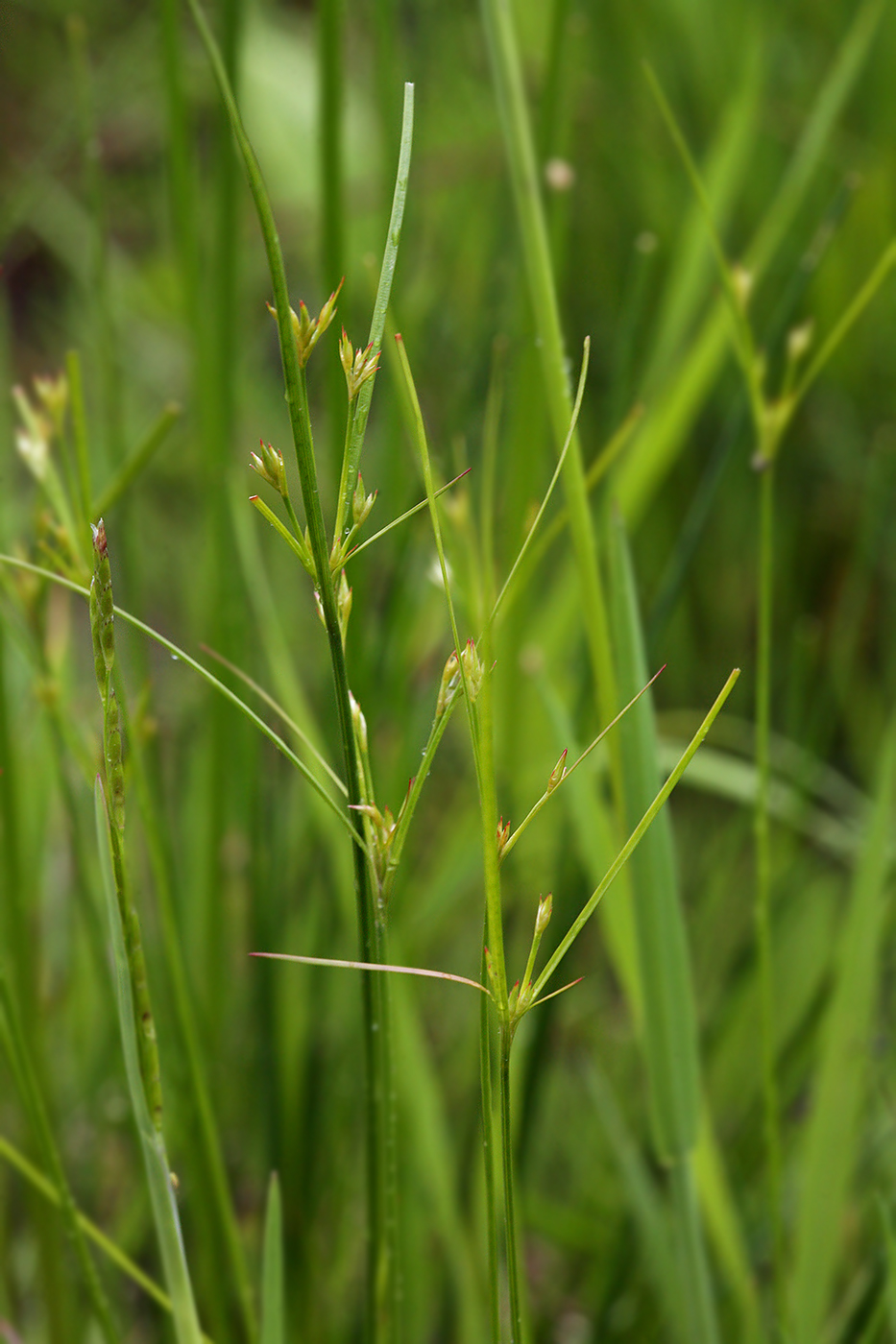 Изображение особи Juncus tenuis.