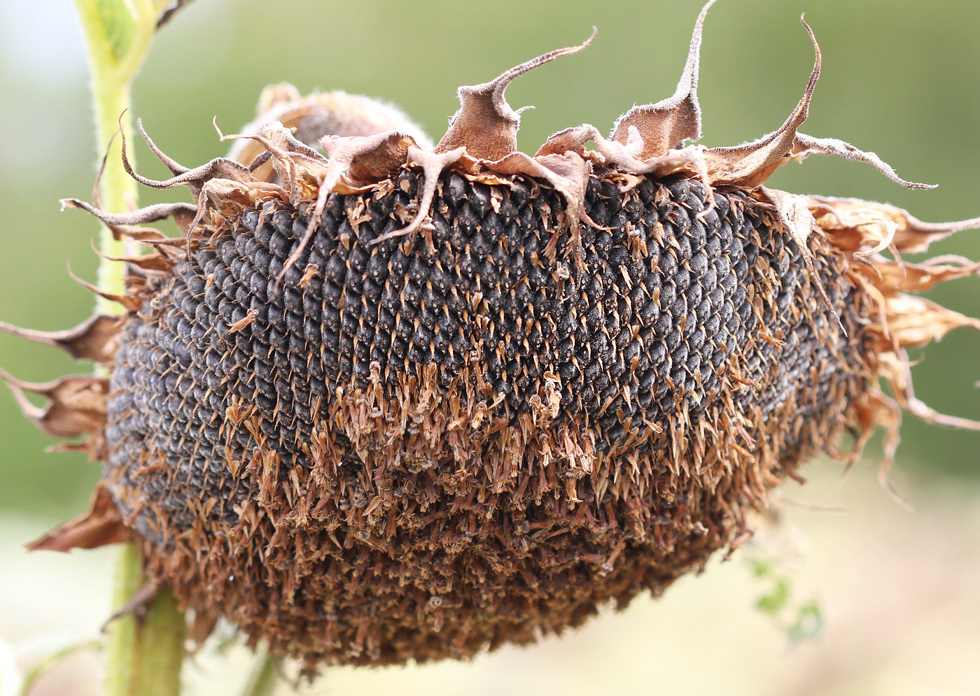 Изображение особи Helianthus annuus.