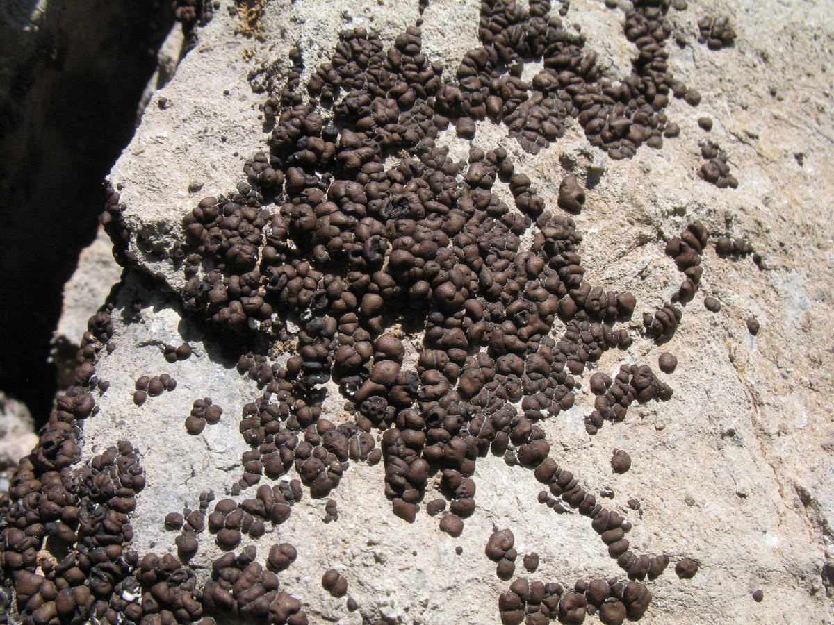 Image of genus Acarospora specimen.