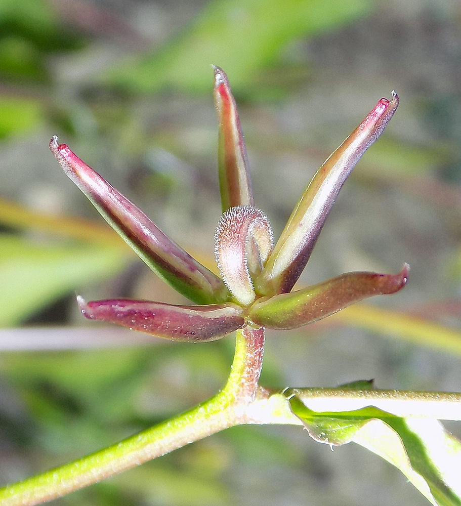 Image of Rhagadiolus edulis specimen.