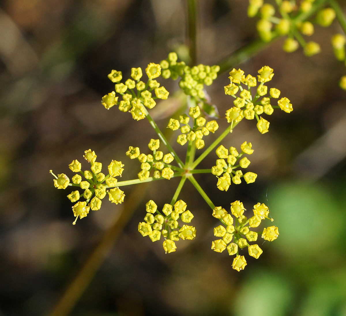 Изображение особи Pastinaca sylvestris.