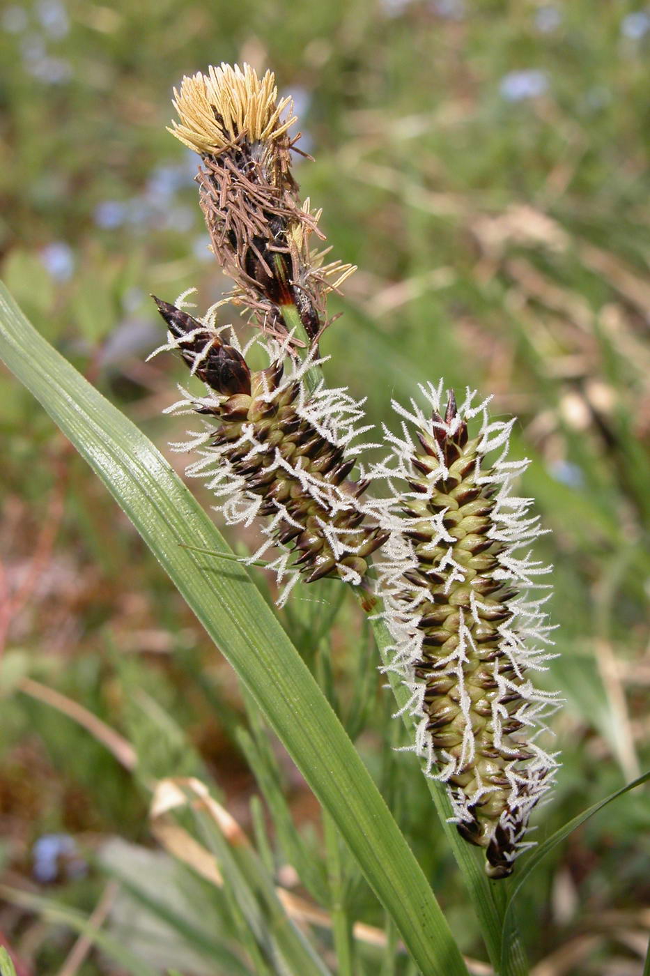 Image of genus Carex specimen.