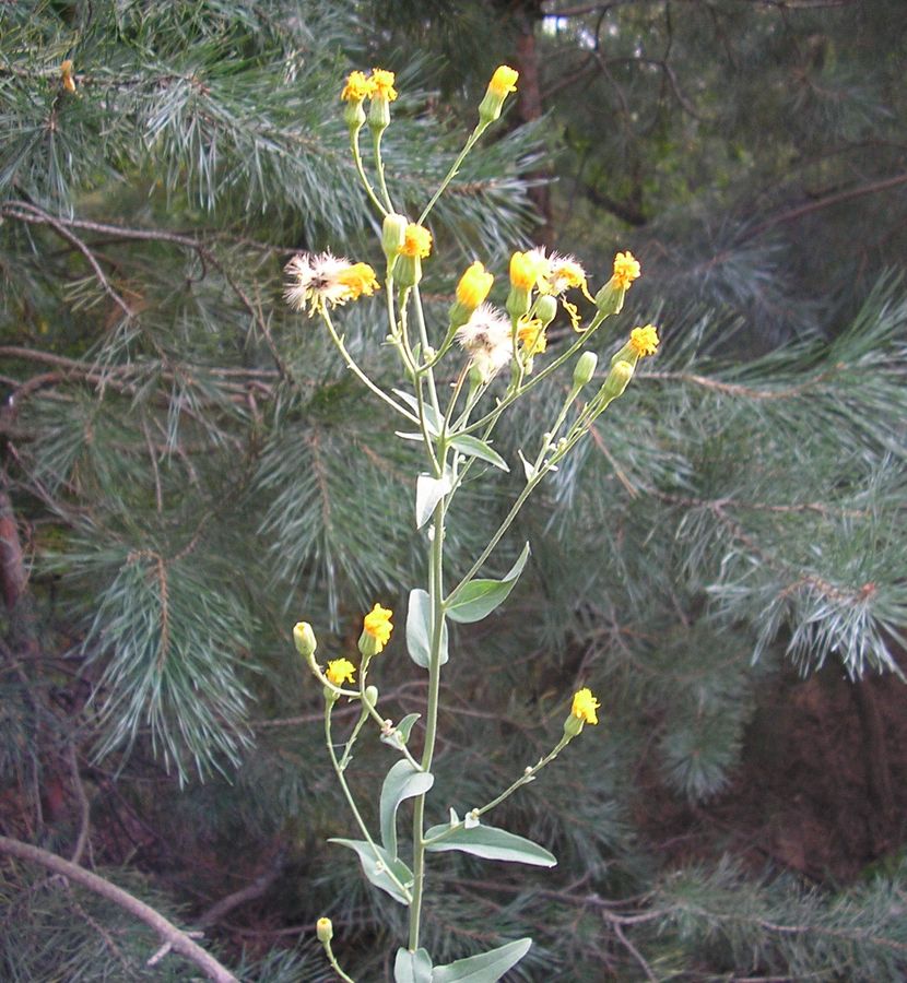 Изображение особи Hieracium pervagum.