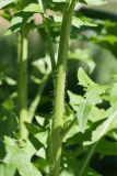 Sisymbrium loeselii. Часть побега. Санкт-Петербург, Кировский р-н, под деревом на запущенном газоне. 03.06.2019.