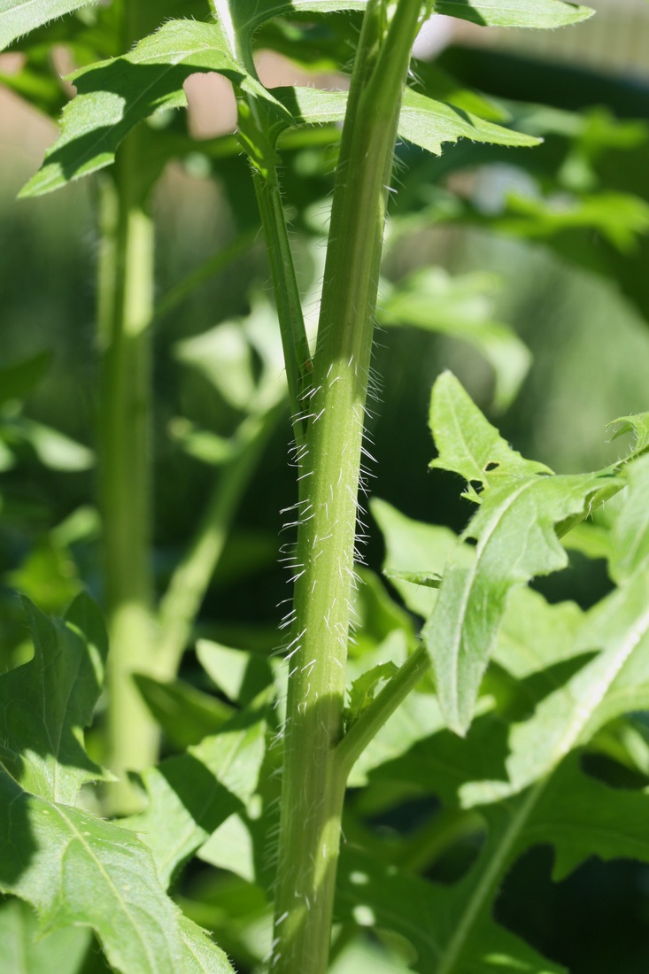 Image of Sisymbrium loeselii specimen.