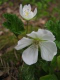 Rubus chamaemorus