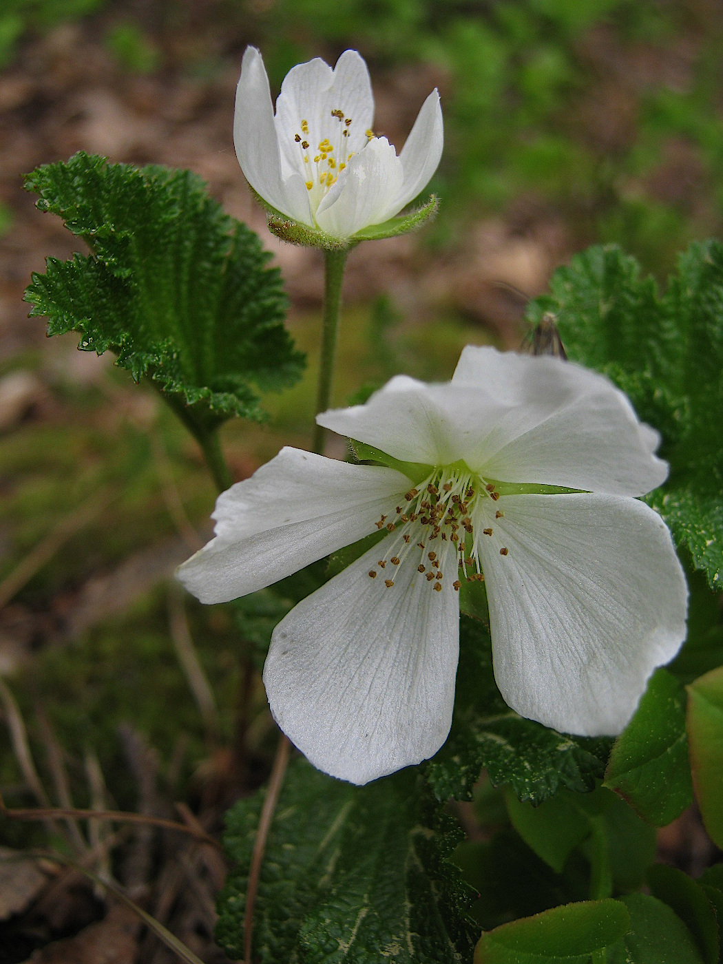 Изображение особи Rubus chamaemorus.