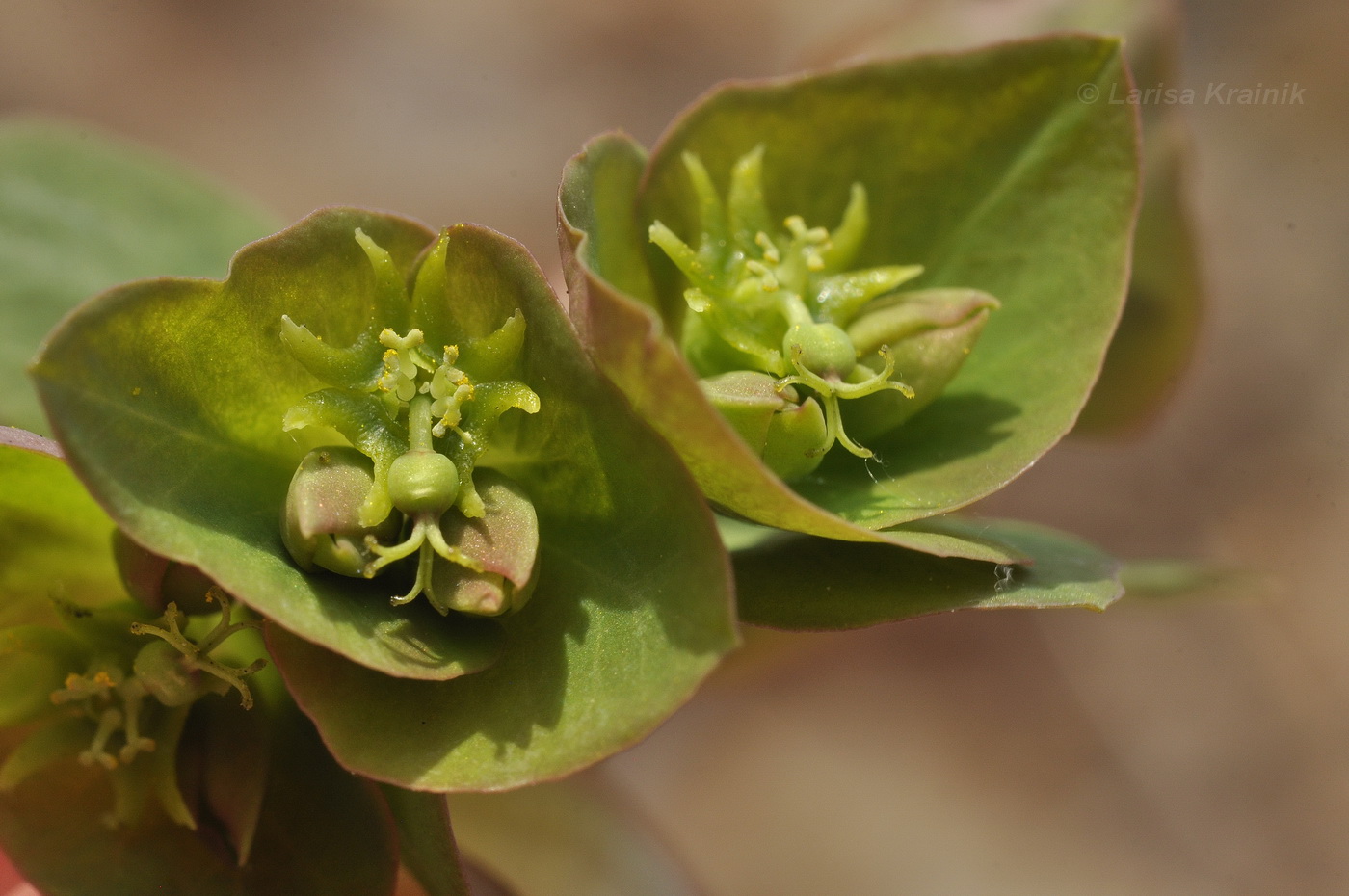 Изображение особи Euphorbia savaryi.