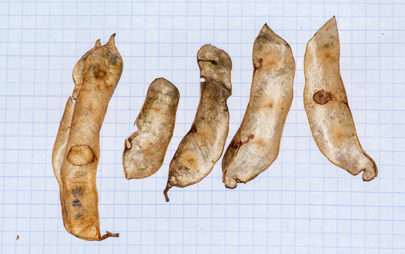 Image of Senegalia mellifera specimen.