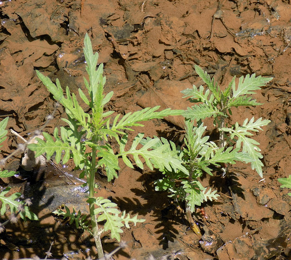 Image of Lycopus exaltatus specimen.