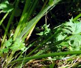 Aconitum leucostomum