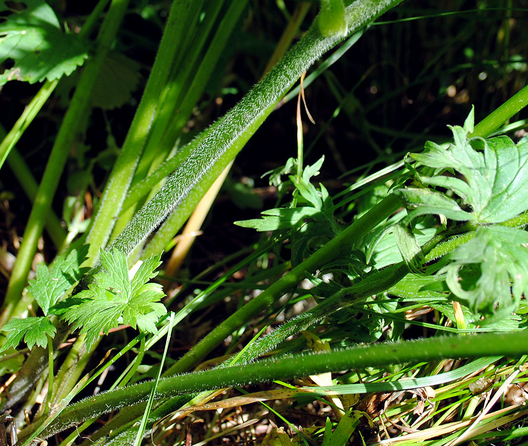 Изображение особи Aconitum leucostomum.