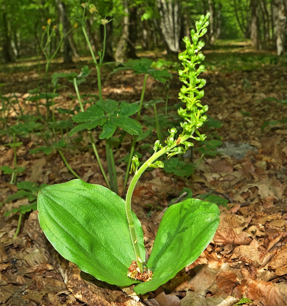 Изображение особи Listera ovata.