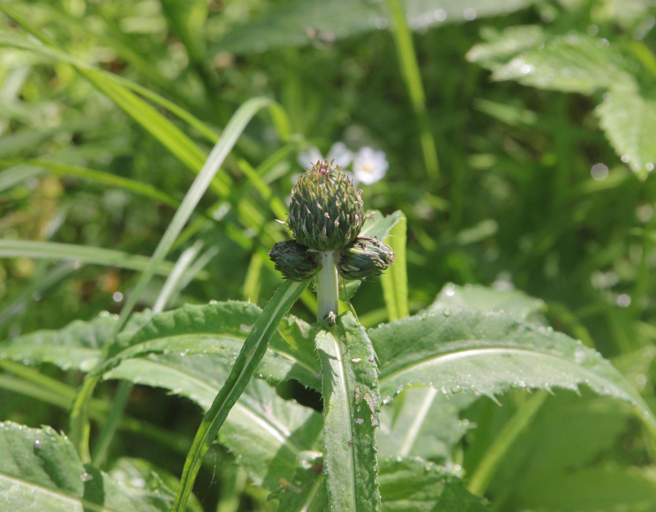 Изображение особи Cirsium heterophyllum.