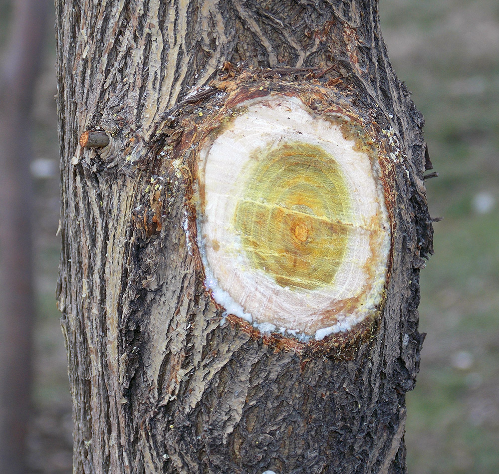 Изображение особи Maclura pomifera.