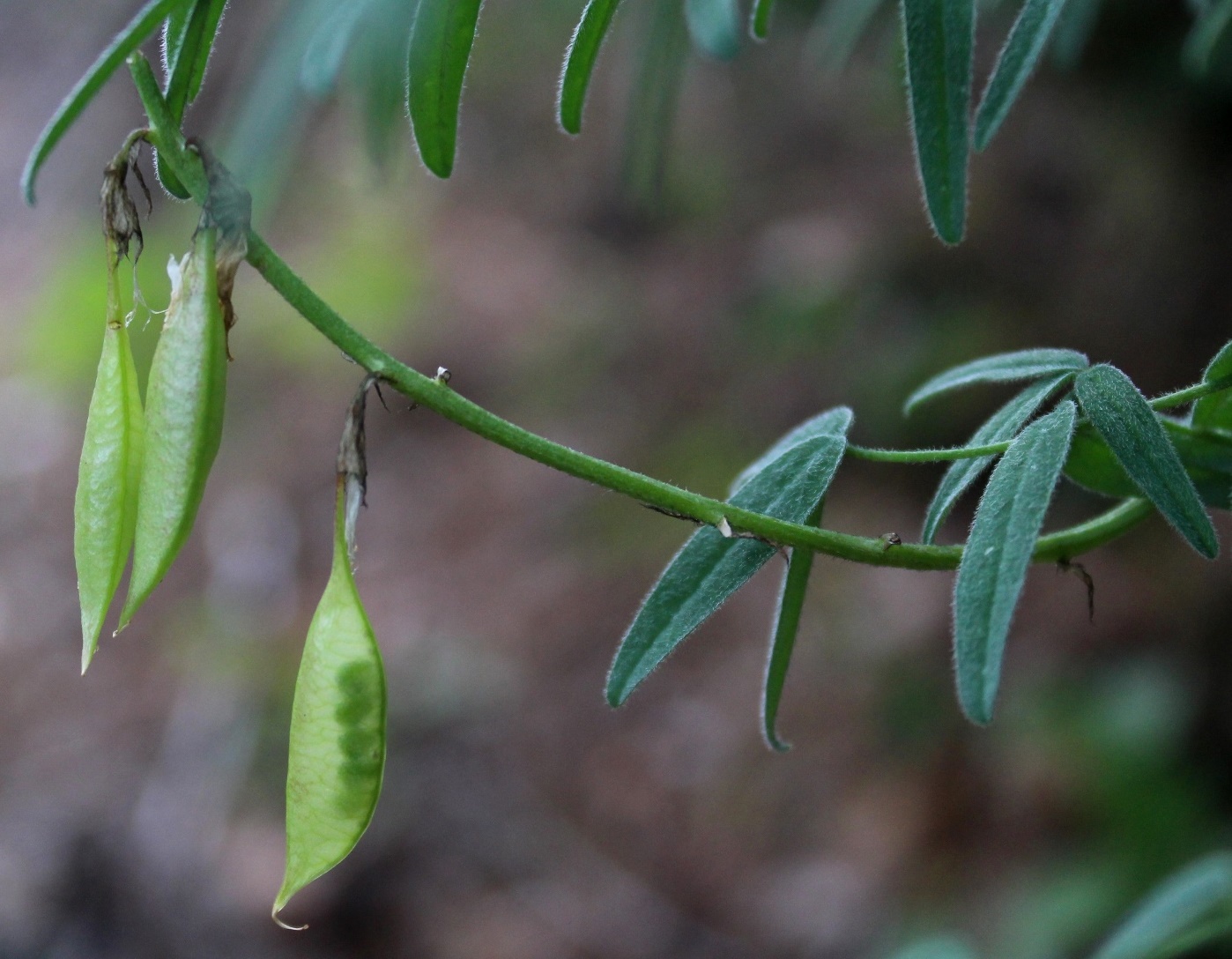 Изображение особи Astragalus gorczakovskii.