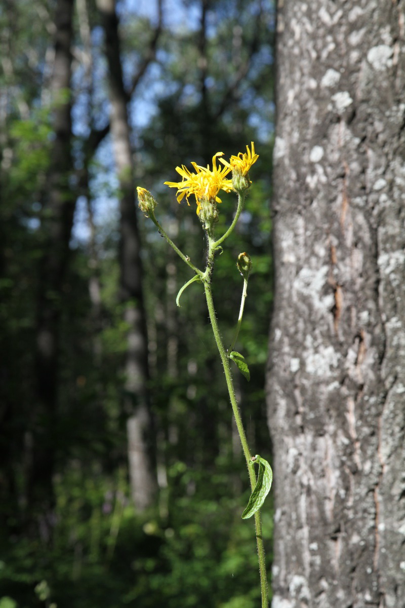 Image of Crepis sibirica specimen.