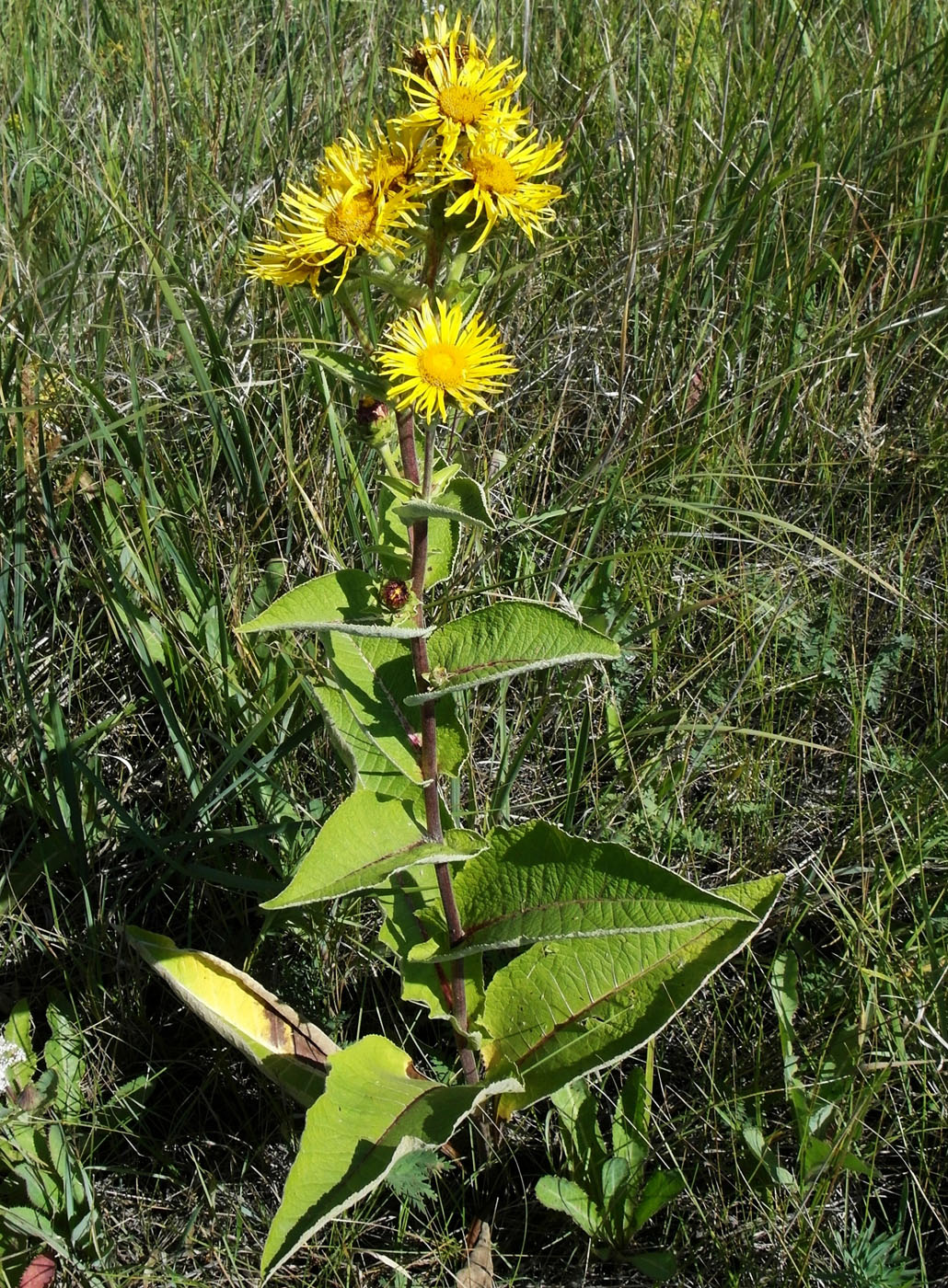 Изображение особи Inula helenium.