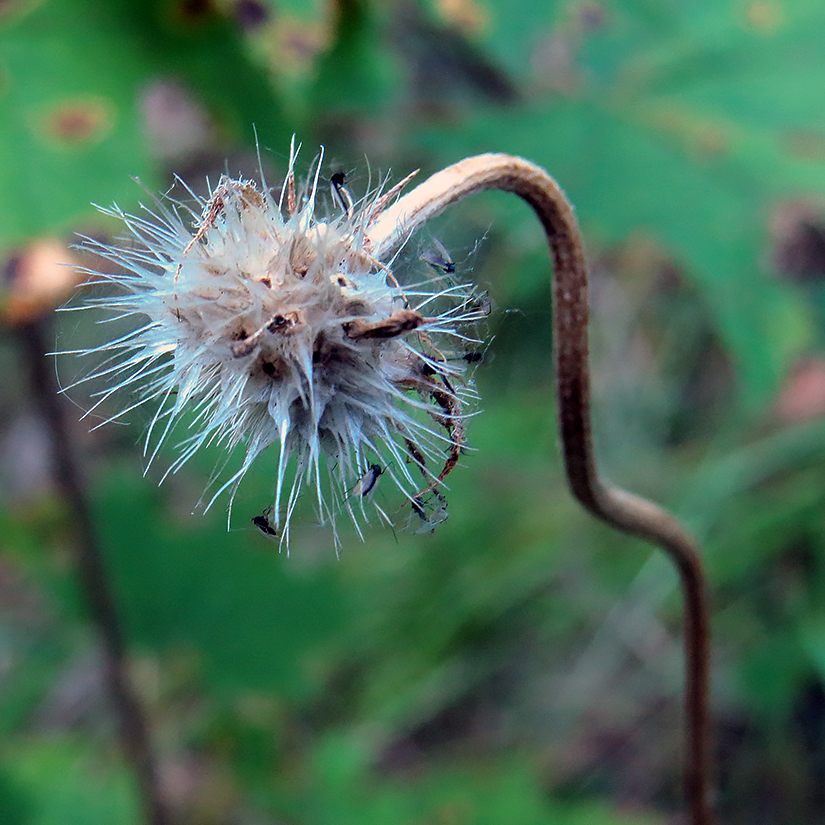 Image of Gaillardia aristata specimen.