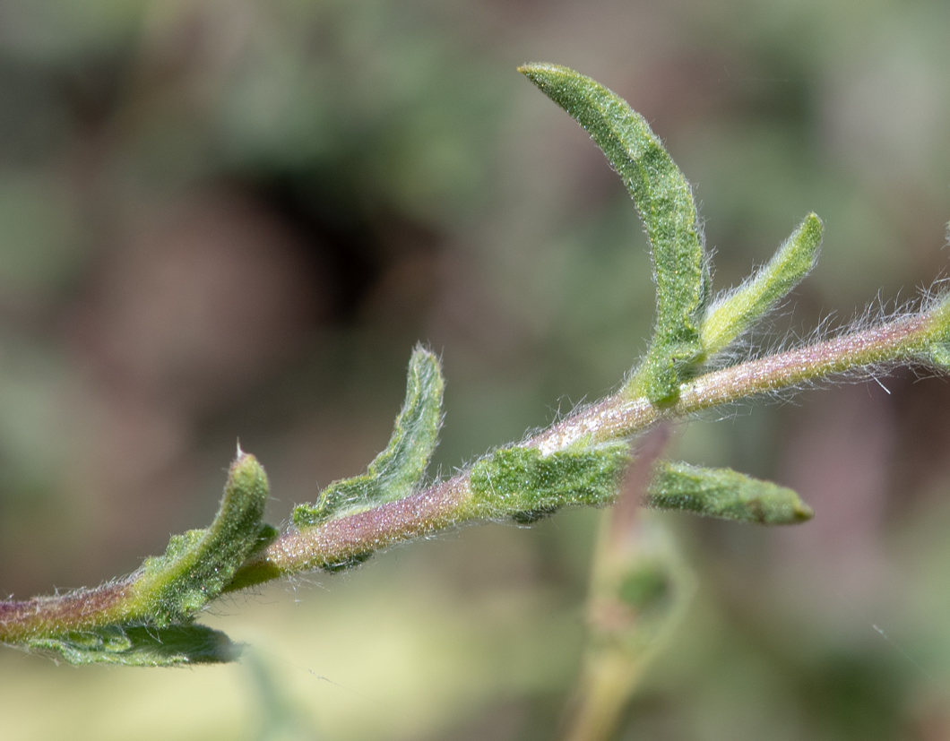 Image of Pulicaria arabica specimen.